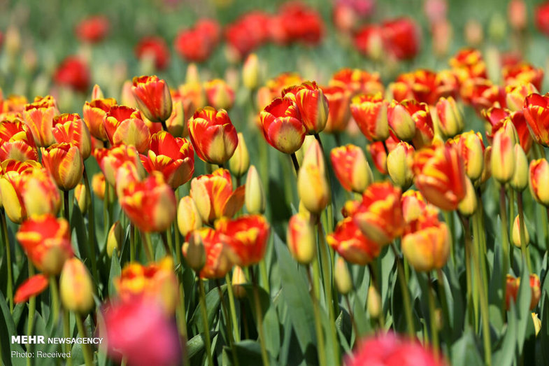 نابودی ۱۴۰ میلیون گل لاله در هلند با شیوع کرونا + عکس