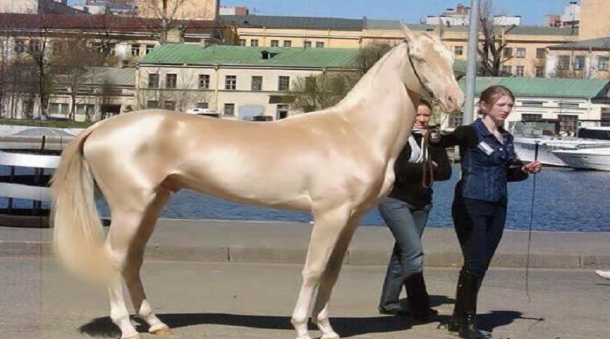زیباترین و بی نظیرترین نژاد اسب در دنیا  را ببینید