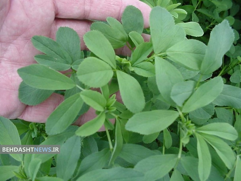 خواص خوردن یونجه برای درمان کم خونی 