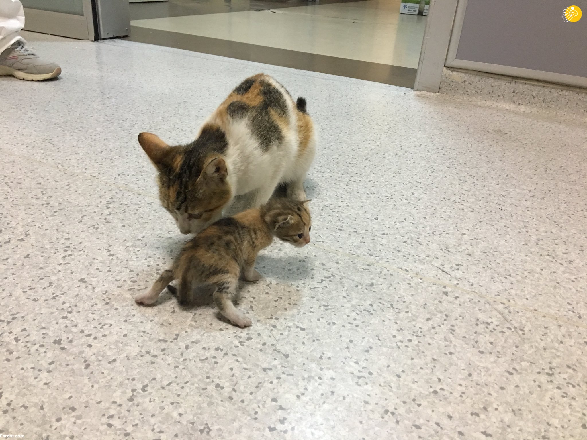 گربه مادر بچه‌اش را به بیمارستان برد! + عکس