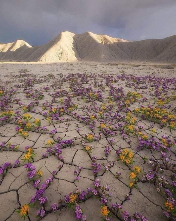 صحرای پر گل شیلی؛ تصویری از رویدادی نادر! + عکس