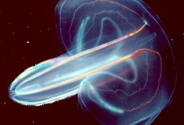 قدیمی ترین موجودات روی زمین شناسایی شدند 