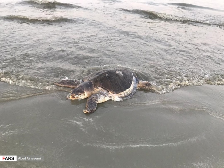 مرگ دسته‌جمعی لاک‌پشت‌های دریایی + عکس