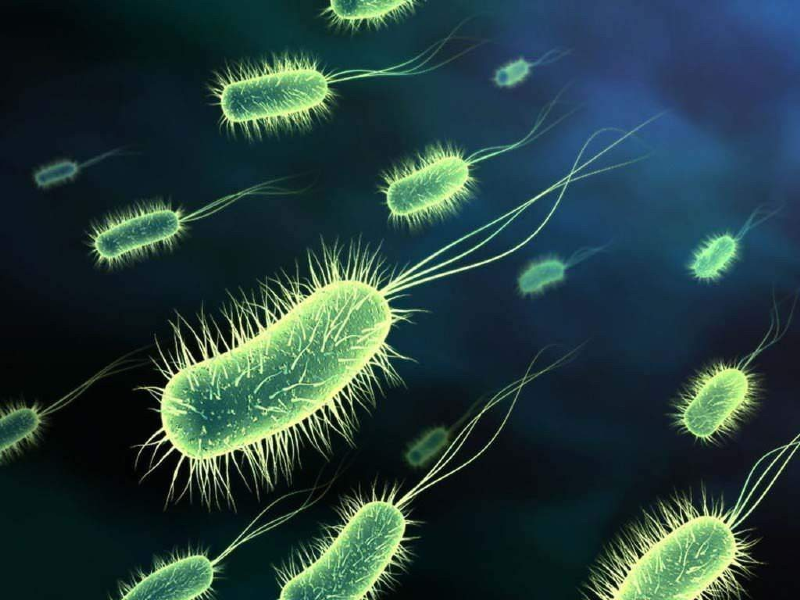 نقش میکروب ها در بدن چیست؟
