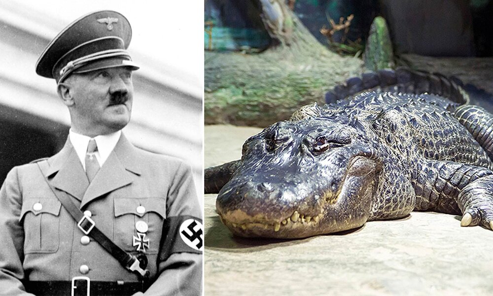 مرگ تمساح هیتلر در 84 سالگی! + عکس