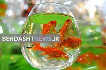 طرح مبادله ماهی قرمز عید با کتاب در شرق تهران