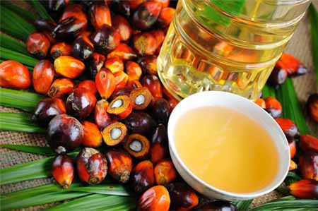 مضرات روغن پالم / اینفوگرافیک