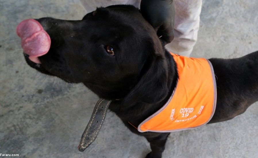 گزارش رسانه خارجی از آموزش سگ‌ها برای تشخیص کرونا در ایران + عکس 