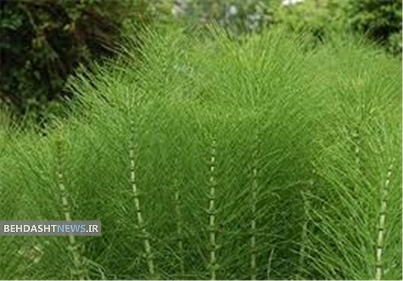  خواص جالب گیاه دم اسبی 