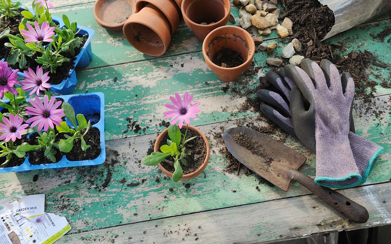 ۶ گیاهی که می توانید به راحتی در آپارتمان بکارید 