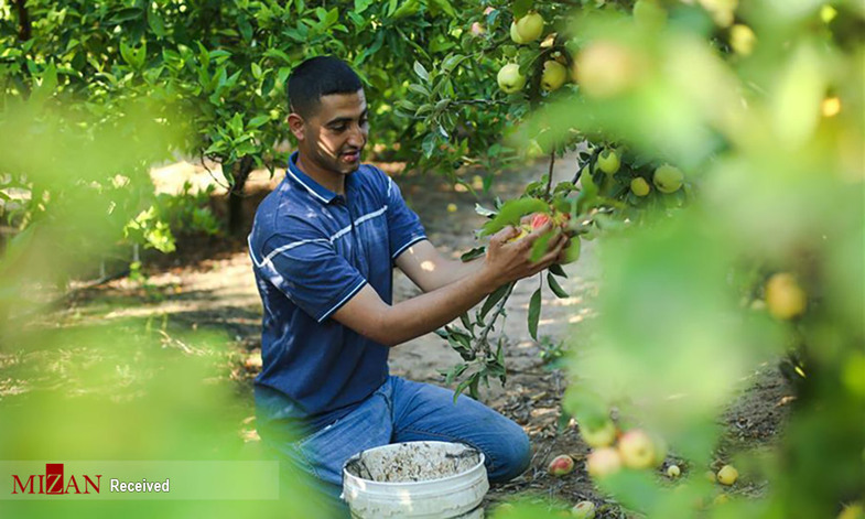 برداشت سیب توسط کشاورزان فلسطینی + عکس