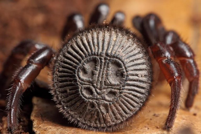 دام مرگبار عنکبوت دکمه‌ای برای علاقه مندان به عتیقه جات! + عکس