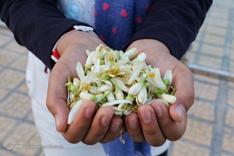 خواص بهار نارنج و چای آن