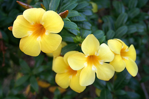  گیاهی معجزه گر برای دستگاه گوارش 