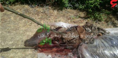 بریدن سر یک اسب برای فروش گوشت در شمال + عکس