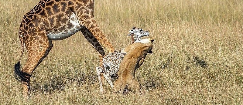 شکار بچه زرافه یک روزه توسط شیر/ تصاویر 