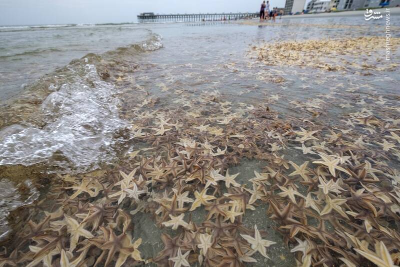 هزاران ستاره دریایی در یک قاب+ عکس