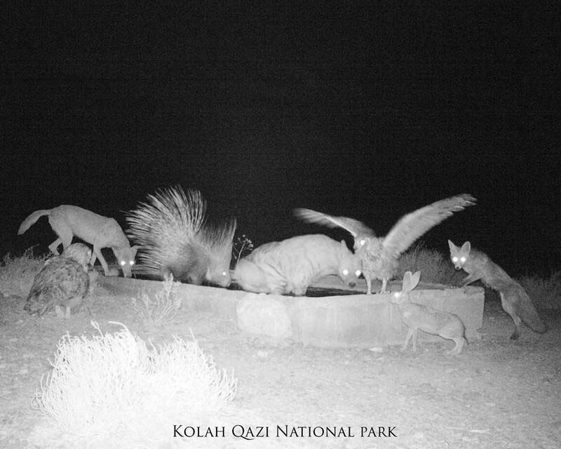 آب خوردن حیوانات از آبشخورهای پارک ملی کلاه قاضی + عکس