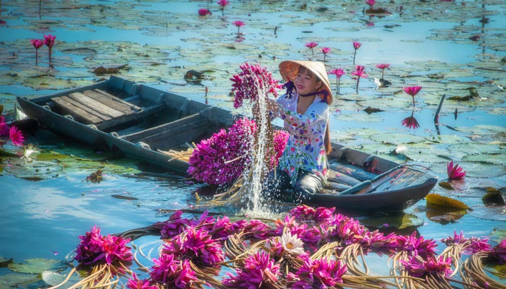 برداشت نیلوفرهای آبی در ویتنام + عکس