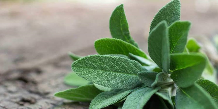 از ضدعفونی خانه تا تقویت سیستم ایمنی بدن با برگ این گیاه