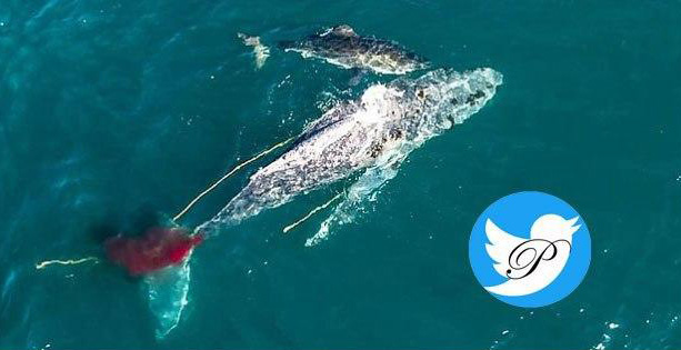 کوسه ۳.۹ متری نهنگ ۱۰ متری را ضربه فنی کرد + عکس