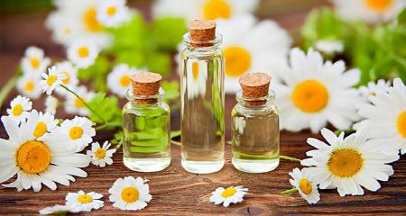خواص شگفت انگیز گیاه بابونه و روغن آن