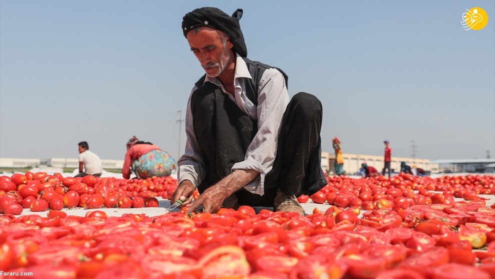 روش خشک کردن گوجه فرنگی در ترکیه + عکس