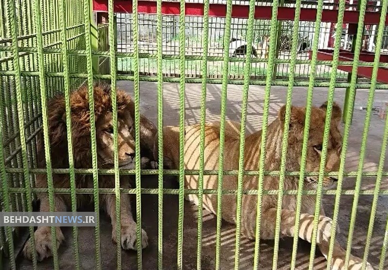 تولد سه توله شیر آفریقایی در باغ وحش بابلسر 