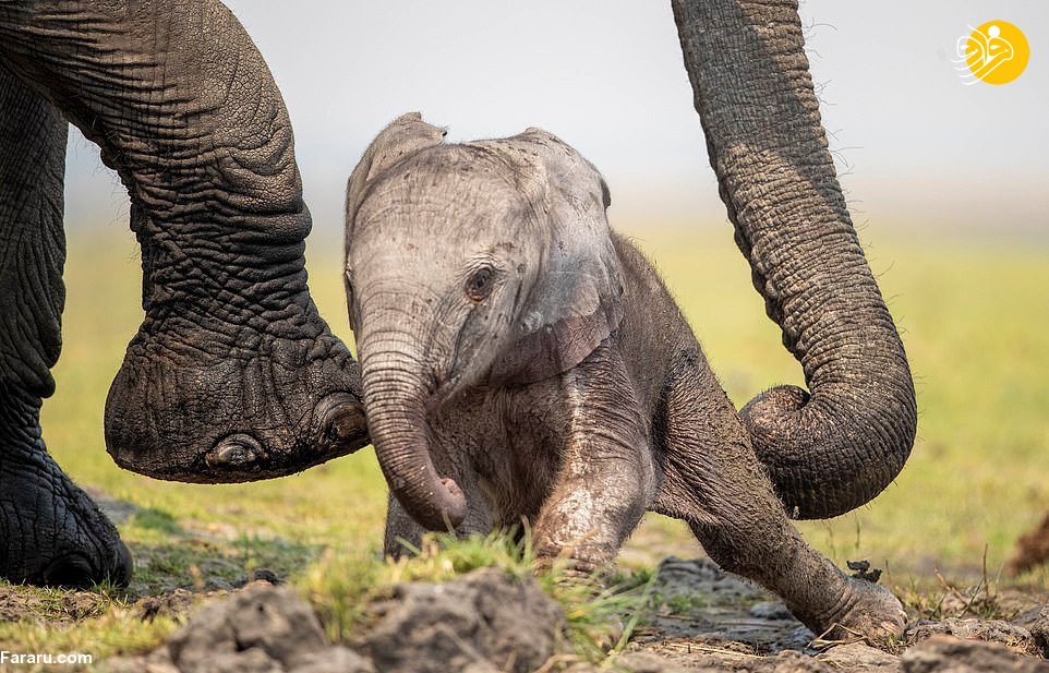 تلاش بچه فیل برای ایستادن روی پاهایش + عکس