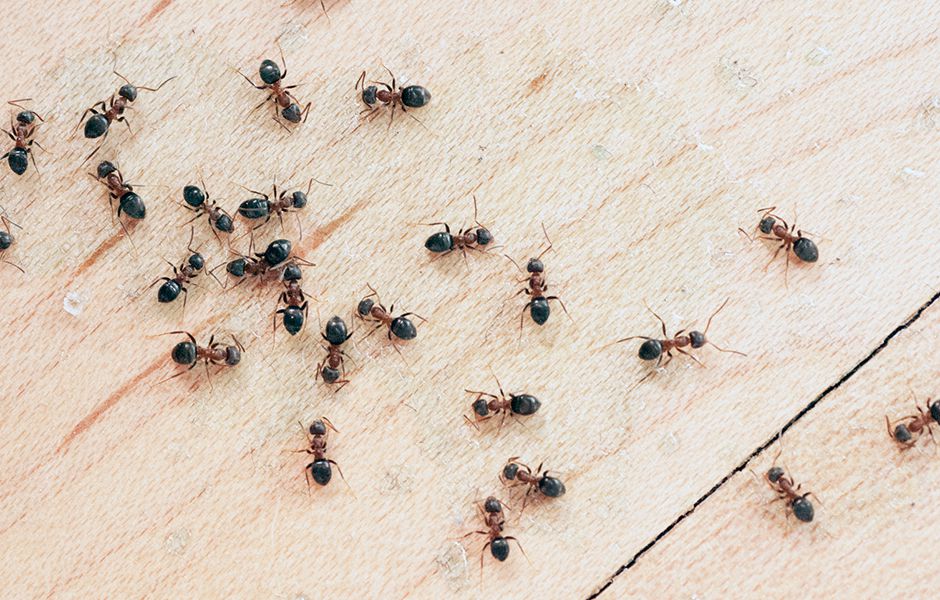  درمان کرونا با مورچه‌