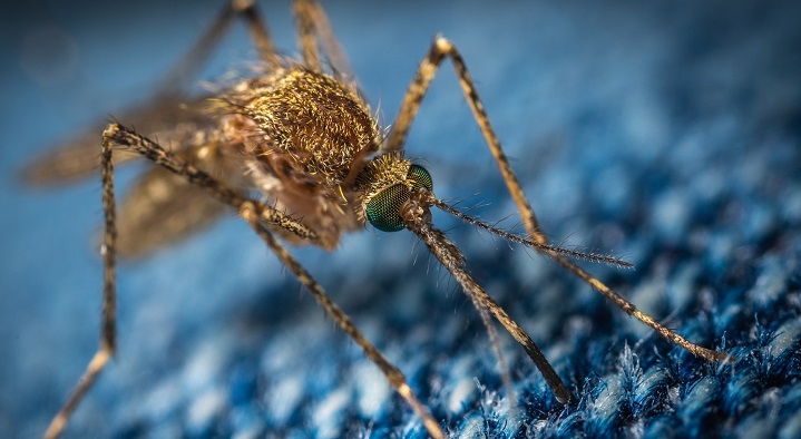  آیا پشه ها ویروس کرونا را منتقل می کنند؟ 