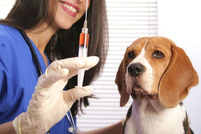 جمع آوری و واکسیناسیون سگ های ولگرد