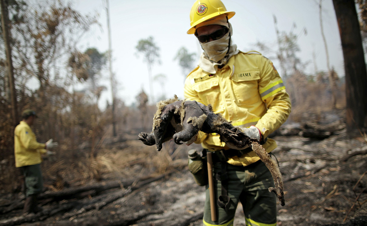 حیوانات سوخته در آتش جنگل های برزیل + عکس