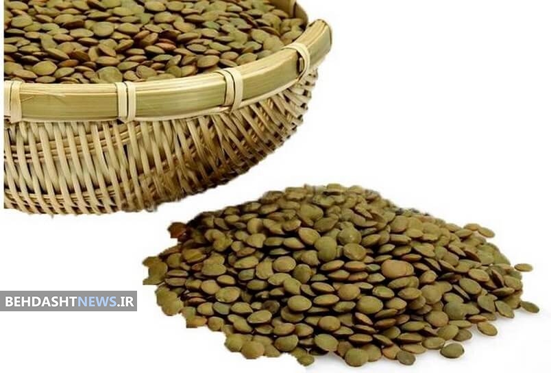 عدس، منبعی سرشار از پروتئین و آنتی اکسیدان