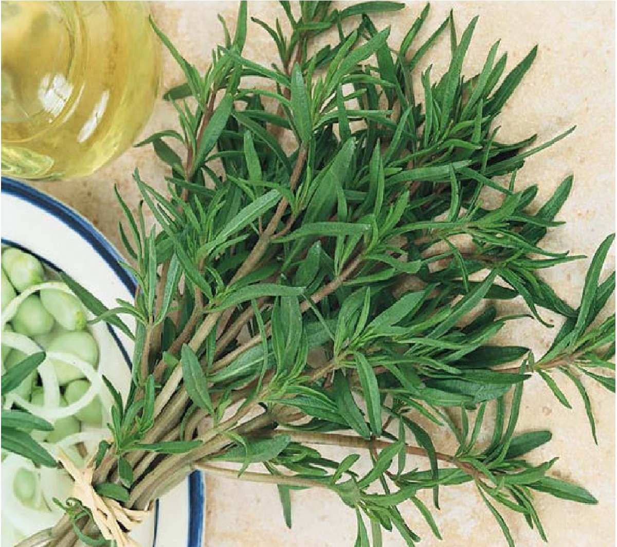 مرزه را فراموش نکنید