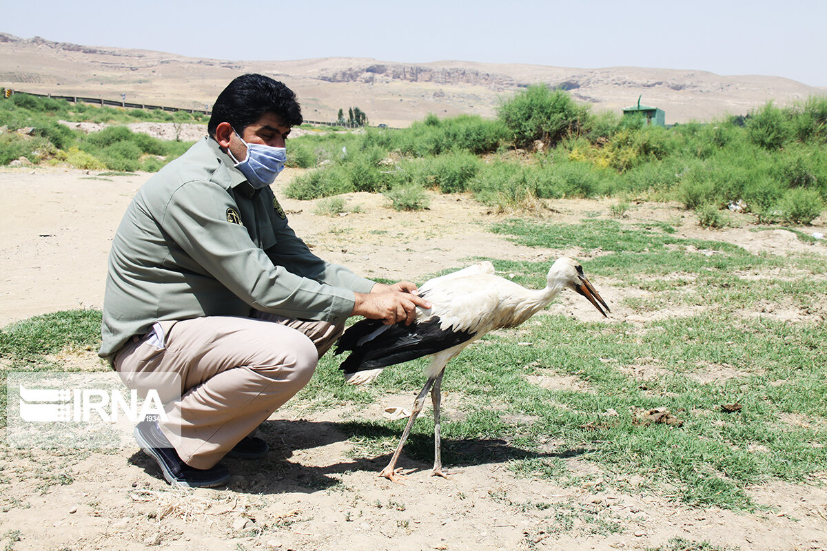 مداوا و رهاسازی لک ‌لک زخمی در مهاباد + عکس