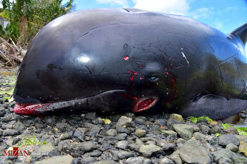 مرگ دلفین‌ها در ساحل موریس بر اثر آلودگی نفتی دریا! + عکس