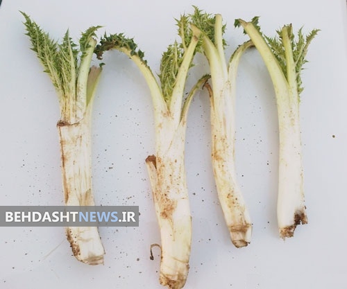 کنگر، سلطان تره های بهاری