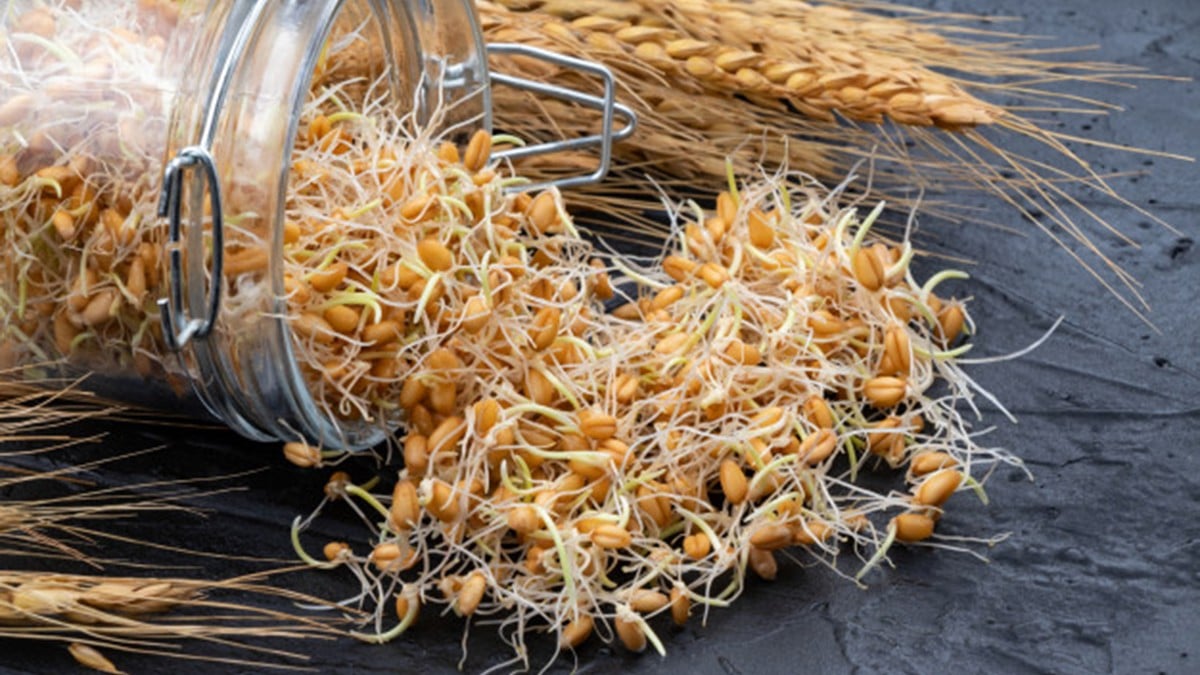 جوانه گندم و این همه خاصیت
