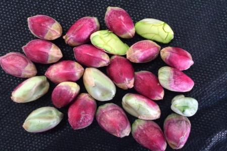 معجزه ی پسته تازه برای سلامتی 