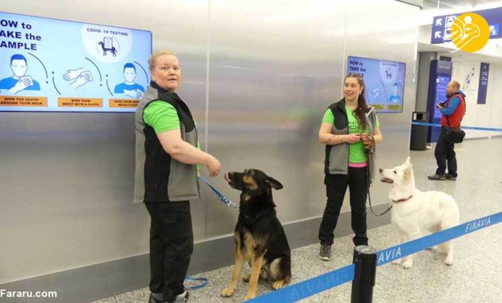 استفاده از سگ‌های کرونایاب در فرودگاه هلسینکی + عکس