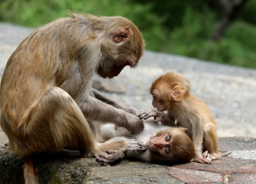 اقدام تعجب آور و جالب میمون مادر روی پوست فرز‌ندش! + عکس
