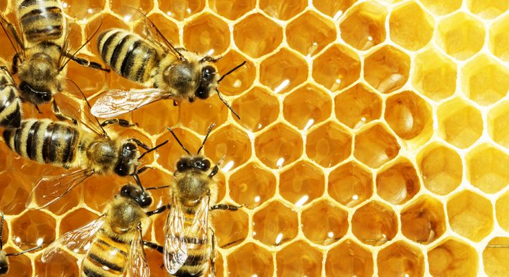 تاثیر زهر زنبور عسل بر سرطان پستان 
