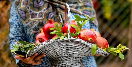 انار؛ از خواص و فواید تا نکات مهم برای مصرف