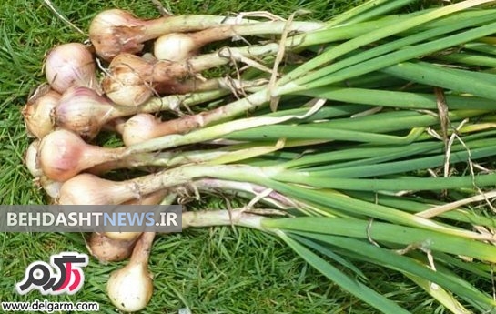 گیاهی مؤثر برای متوقف کردن سلولهای سرطانی 