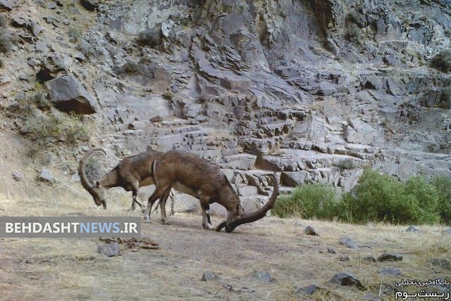  منطقه حفاظت شده طارُم، نگین طبیعتِ قزوین