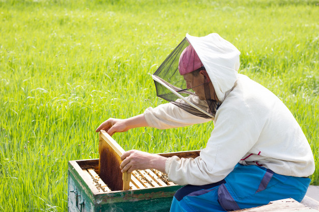 آیا ادعای  تاثیر نیش زنبورعسل بر درمان کرونا صحت دارد؟