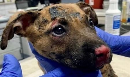 مردی برای فالوئر بیشتر سگی را زنده زنده سوزاند! +عکس