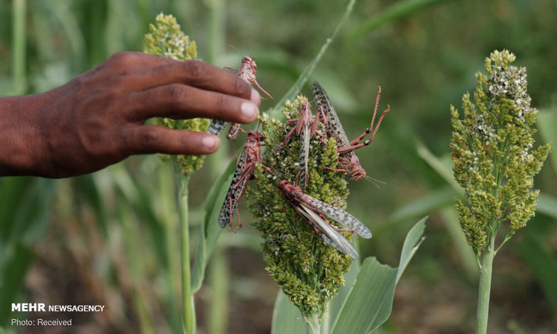 حمله ملخ‌ها به مزارع اتیوپی + عکس