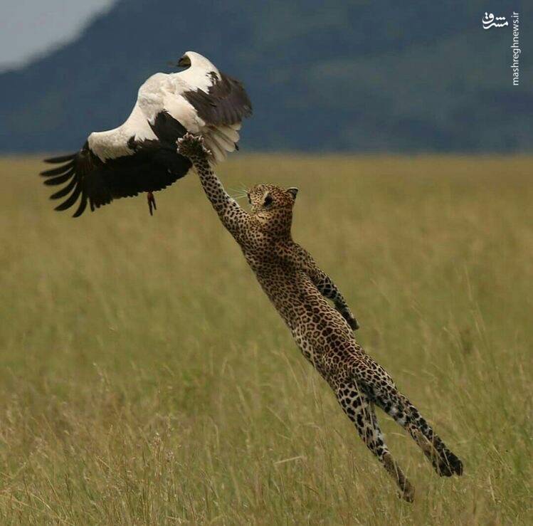 پرش عجیب یوزپلنگ برای شکار عقاب+عکس
